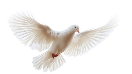A white dove flies through the air against a white background.  symbolizing freedom and peace.
