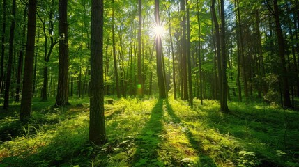 Lush green forest with sunlight filtering through trees for a natural background.
