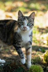 In the forest a shy beautiful cat with two blue eys look at the camera