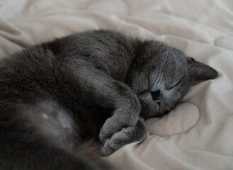 A beautiful small cat sleep sweetly on a bed curled up dreaming in peace