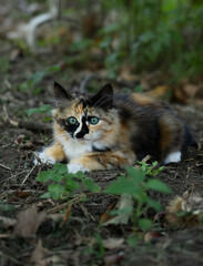 A kitten with green eys crouched on the ground in to a forest