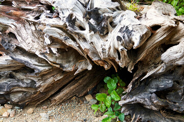 A unique large driftwood root eroding on a lake beach with a little green plant.