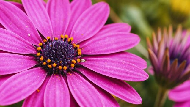 Close-up shot of a pink Transvaal daisy, with other flowers blurred in the background.