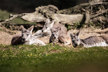 Group of donkeys resting in a field beside a fallen tree