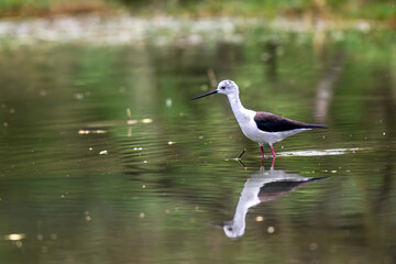 Black-winged stilt in Sultanpur National Park, Gurugram, Haryana, India