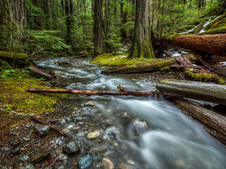 Lupin Creek Flow Vancouver Island