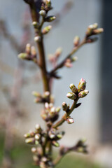 a small twig shaped plant in front of a small house