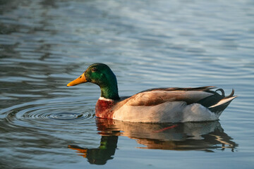 Solitary duck swimming closely on a tranquil lake