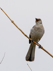Redstart resting on a tree branch