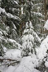 Trees in a snowy field on a cloudy day