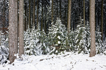 Fototapeta premium Trees in a snowy field on a cloudy day