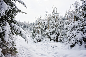 Trees in a snowy field on a cloudy day
