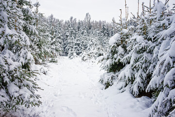 Trees in a snowy field on a cloudy day