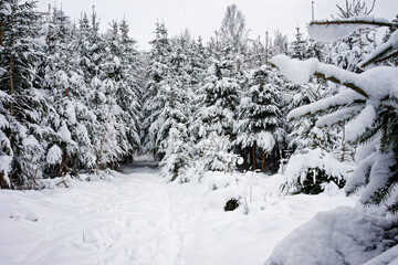 Trees in a snowy field on a cloudy day