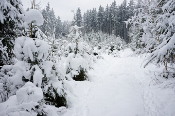 Trees in a snowy field on a cloudy day