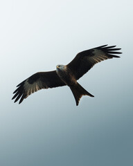 Black kite soaring above a sandy beach