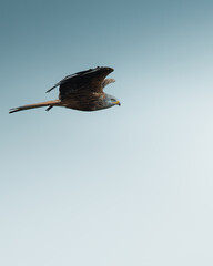 Black kite soaring above a sandy beach