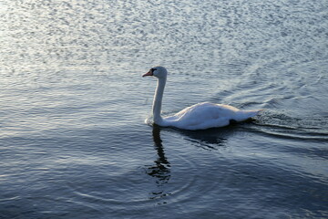 手賀沼を泳ぐコブハクチョウ