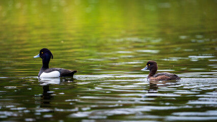 Ducks swimming on a tranquil lake with lush green grass in the background