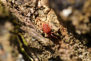 Araignée rouge (Trombidiidae indet.)
Trombidiidae indet. in its natural element
