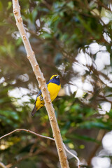 Yellow-throated Euphonia tropical birds in Monteverde cloud forest reserve in Monteverde, Costa Rica