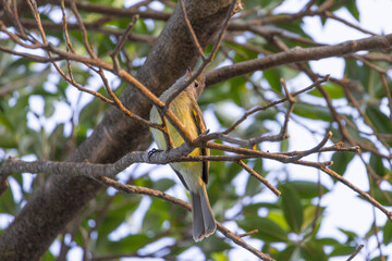 Tennessee Warbler bird a common bird in Monteverde cloud forest reserve in Monteverde, Costa Rica
