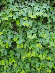 Green ivy foliage, plant hedge, lush leaves, natural background, nature