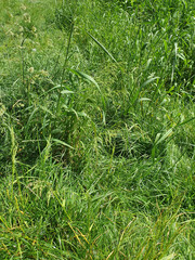 Green lush grass, outdoors, nature