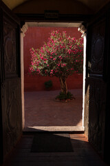 A tree with pink flowers is in front of a building with a sign that says Salida