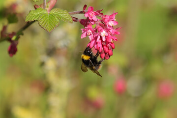 Bourdon des prés (Bombus pratorum)
Bombus pratorum in its natural element
