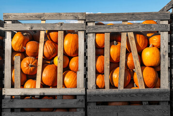 Pile of pumpkins, Halloween decorations	