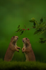 Vertical closeup of two Prairie Dogs on green grass