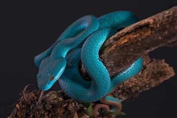 Closeup of white lipped pit viper snake on a branch