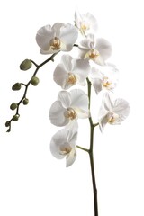 A close-up shot of a white flower on a stem. Perfect for nature backgrounds