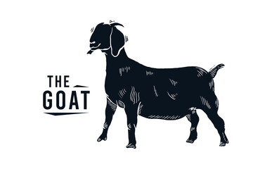 Goat silhouette logo in engraving style, hand drawn sketch black and white vector illustration