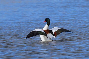 Shell Duck, Leighton Moss