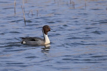 Pintail, Leighton Moss