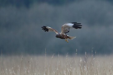 Marsh Harrier, Leighton Moss