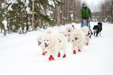 Winter dog sledding races