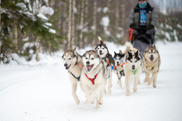 Winter dog sledding races