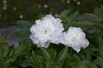 Obraz premium White peony close-up. A garden with blooming white peonies