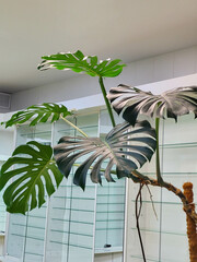 Real monstera leaves decorating for composition design.Tropical,botanical nature concepts ideas.