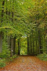 an autumn landscape. View of an autumn forest with yellow leaves