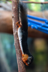 an animal standing up on a branch by itself in front of something