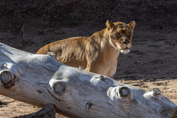 Naklejka premium a large lion standing next to a large log in the dirt
