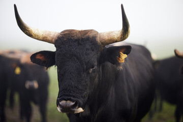 Cows in the fog in Bavaria Germany