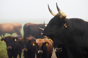 Cows in the fog in Bavaria Germany