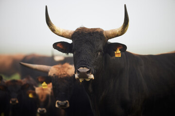 Cows in the fog in Bavaria Germany