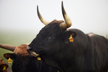 Cows in the fog in Bavaria Germany