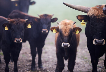 Cows in the fog in Bavaria Germany